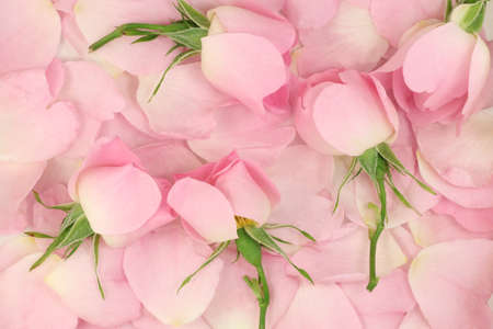 Pink flower petals and buds abstract background の写真素材