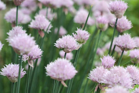 purple buds blooming young onion backgroundの写真素材