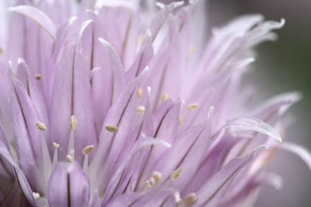 Purple bud blooming onion closeupの写真素材