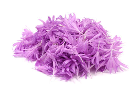 purple flower petals on white background の写真素材