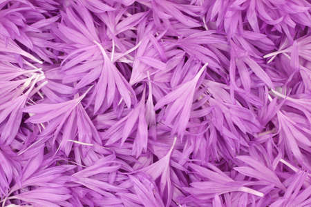 purple flower petals abstract backgroundの写真素材