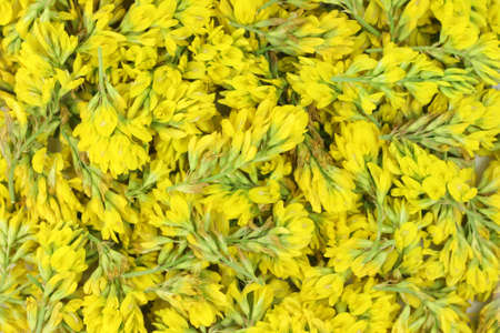 yellow buds wildflowers abstract background の写真素材