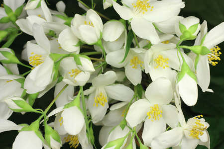 beautiful white flowers blooming jasmine の写真素材