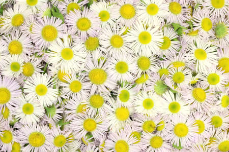 Abstract daisy flowers field の写真素材