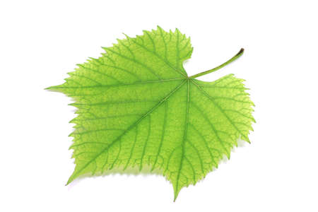 green grape leaf on white 