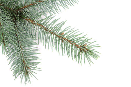 blue spruce branch on a white backgroundの写真素材