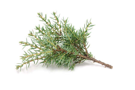 Cypress twig on a white backgroundの写真素材