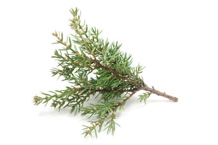 small branches of cypress on a white backgroundの写真素材