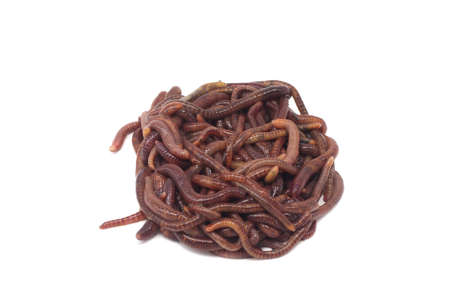 clump of red earthworms on a white backgroundの写真素材