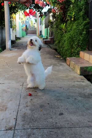 Adorable white puppy