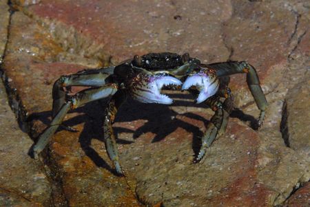 Purple Clawed Australian Crab on rocks by the sea