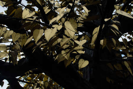 Gold leavesの写真素材