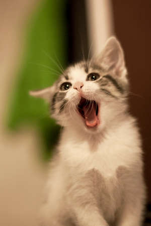 kitten