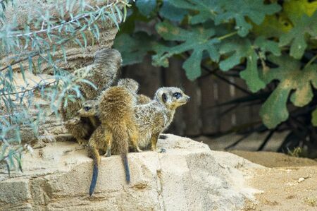 a meerkat familyの写真素材