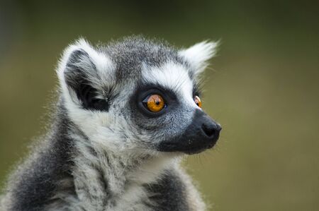Portrait of a Ring-tailed lemurの写真素材