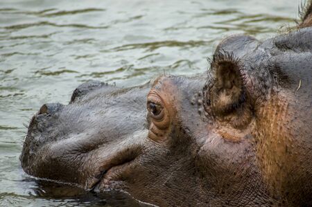 Hippopotamusの写真素材