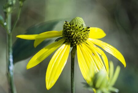 yellow flower of cutleaf coneflowerの写真素材