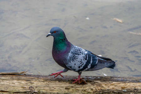 A rock pigeon (Columba livia) walks on a fallen wooden trunk on the bank of a muddy pond in a city park.の写真素材