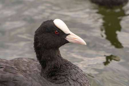 Portrait of a common coot at the lake of Candia (Turin, Italy) in which the red eye of the bird stands out.の写真素材