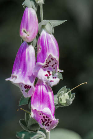The flowers of a Digitalis purpurea, or the foxglove, a species of flowering plant native to and...