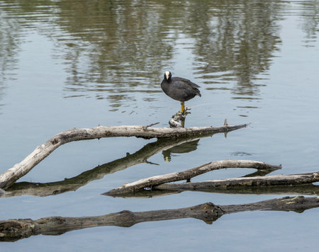 Eurasian coot (Fulica atra) standing on a log in a lake with reflection in the water.の写真素材
