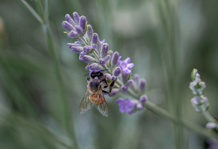 Bee collecting nectar on lavender flower, close-up.の写真素材