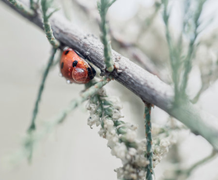 a common ladybug, or ladybird, (Coccinella septempunctata) with a droplet of dew warms itself on a...