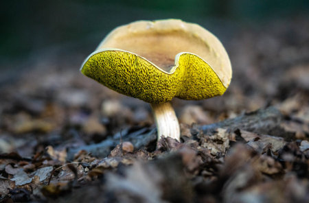Close-up photo of the details of a Boletus subtomentosus mushroom growing in the undergrowth of the autumn forest among the fallen leaves from the treesの写真素材