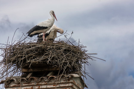 Low angle view of stork birds perching on nest against sky