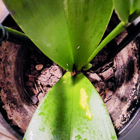 Large leaves in a vase with plant extracts.の写真素材