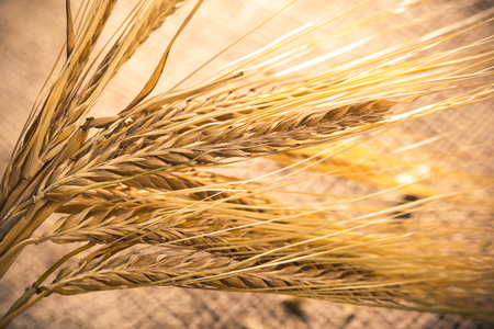Ears of wheat on a sackclothの写真素材