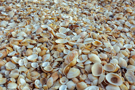 sea shells background