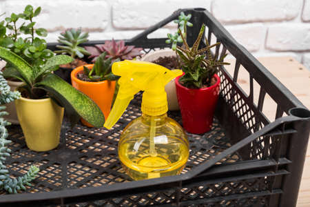 House plants. Succulentsの写真素材