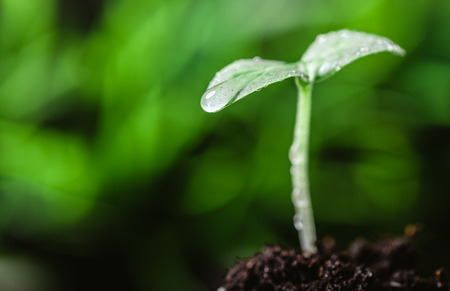 Young sprout in springtime,Closeup.の写真素材