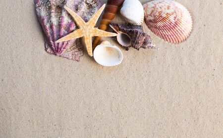 Sea shells with sand as backgroundの写真素材