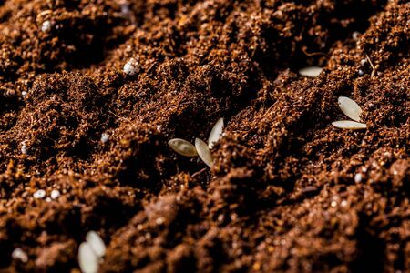 seeds in the groundの写真素材