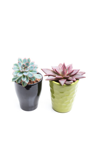 Succulent in Pot isolated on white background.の写真素材
