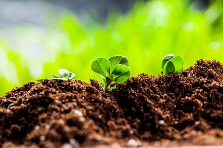 New life. Young sprout in springtime,Closeup.の写真素材