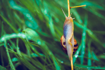 Snail on the grass in the morning.の写真素材