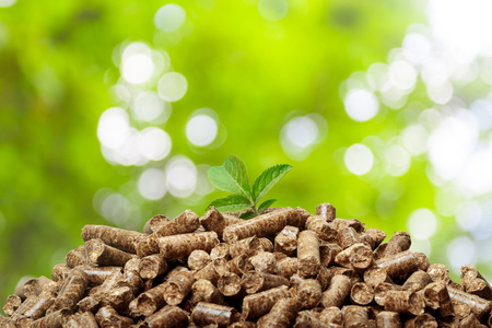 Wood pellets on a green background. Biofuels.の写真素材