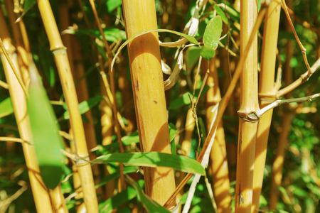 Bamboo treesの写真素材