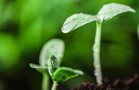 Young sprout in springtime,Closeup.の写真素材