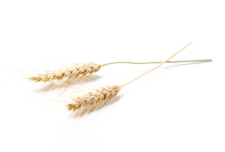 wheat ears isolated on white backgroundの写真素材