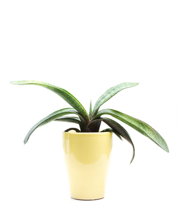 Succulent in Pot isolated on white background.の写真素材