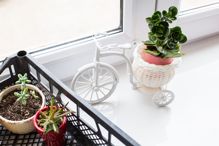 House plants. Succulentsの写真素材