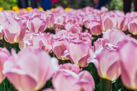 colorful tulips, tulips in springの写真素材