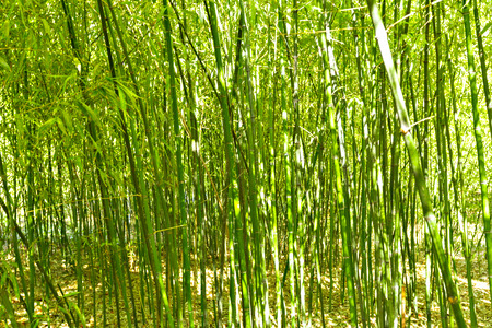 Bamboo treesの写真素材