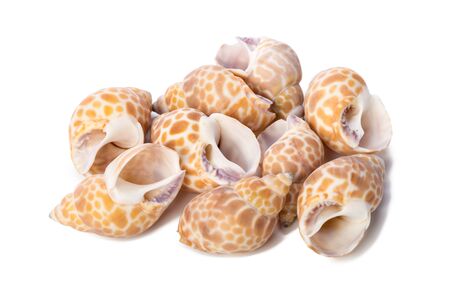 Seashell isolated on white backgroundの写真素材