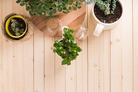 Succulents, house plants in potsの写真素材