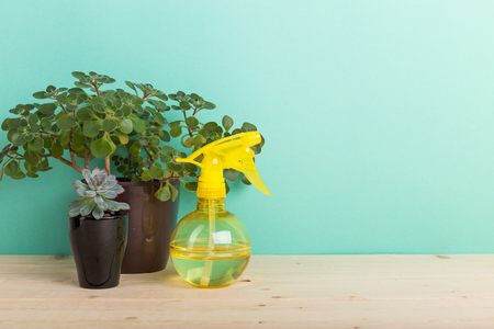 Succulents, house plants in potsの写真素材